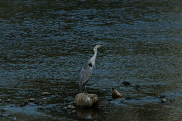 This beautiful great blue heron was sitting on the rocks scouting for fish. The long neck stretched out with beak made for scooping. The water from the canal streaming by.