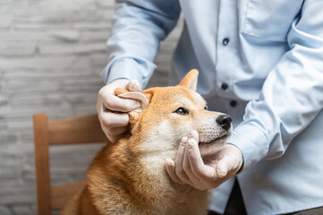 Person's hand in white protective gloves is cleaning Shiba Inu dog's ears with cotton pad. Pet...