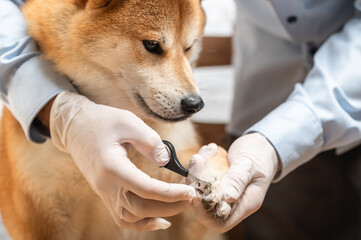 Person's hand in white protective gloves is cutting Shiba Inu dog's nails with nail clipper. Pet hygiene concept.