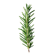 Obraz premium Fresh sprig of rosemary with needle like green leaves isolated on a transparent background 