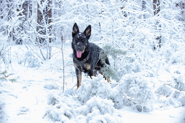 A dog, a German shepherd, plays in the forest in winter among the snow-covered spruces and trees....