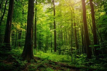 Obraz premium Sunlight streams through the tall trees of a vibrant forest in the early morning, illuminating lush greenery and creating a tranquil atmosphere.