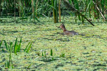 Naklejka premium Female of wild mallard duck swims in overgrown river. Birdlife anas platyrhynchos in nature. Water filled bank with sunken trees. Climate change and ecological problem.