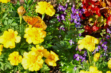 Butterfly and Flowers