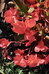Pink clubbed Begonia