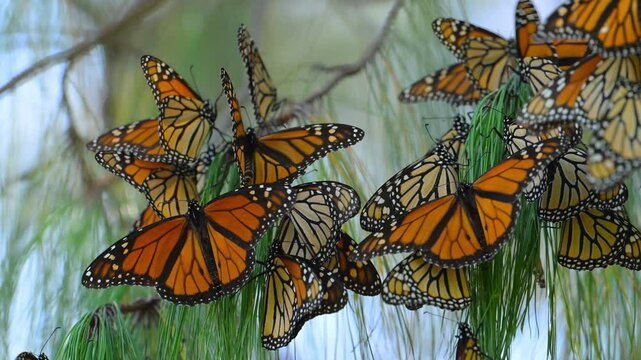Horizontal video in 4k 60 fps of a cluster of monarch butterflies (Danaus plexippus) swinging and fluttering on the branches of a pine tree in a coniferous forest in the State of Michoacan, Mexico.