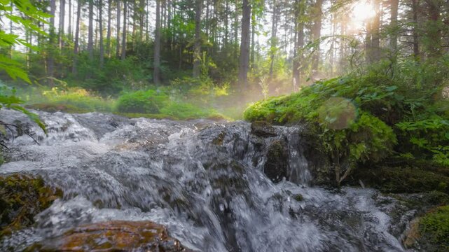 Serene stream flowing through lush forest in early morning light. Slow motion shot of mountain stream flowing over smooth rocks. River in magic forest