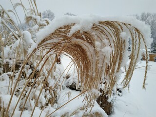 reeds in the snow winter