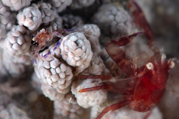 Four-lobed Porcelain Crab (Lissoporcellana quadrilobata). Photo was taken in North Sulawesi, island Bangka, Indonesia