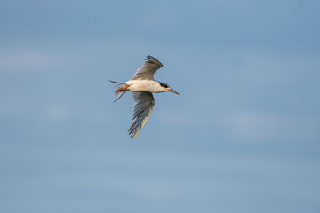 Obraz premium Forster's Tern Flying in the Sky