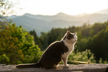 Obraz premium Katze