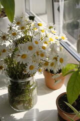 bouquet of daisies on the window