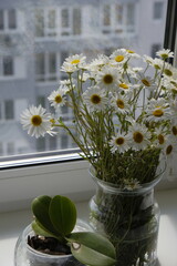 bouquet of daisies