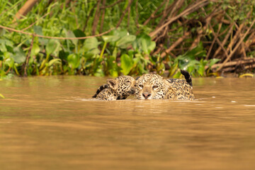 Jaguar swimming with cub riding on back in river