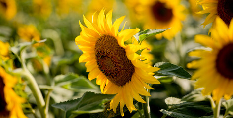 Fototapeta premium Sonnenblume im Feld