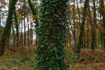 Close-up photo of a tree trunk in a forest densely covered with green ivy
