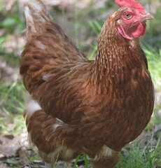 Fototapeta premium Hen Solo