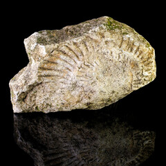 Minerals or stones on a black background. Fossils on a black background. © dimas830