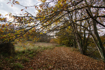 Joli paysage d'automne en Bretagne
