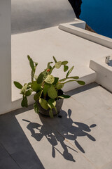 Pianta, giardino design