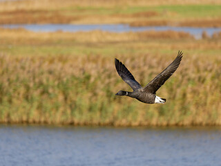 Brent goose, Branta bernicla
