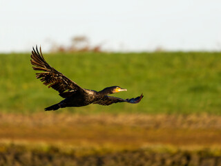 Obraz premium Great cormorant, Phalacrocorax carbo