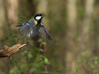 Great tit, Parus major