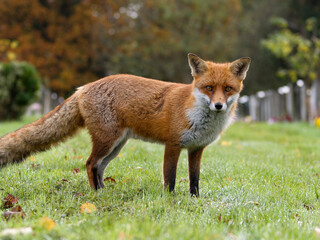 Red fox, Vulpes vulpes