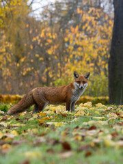 Red fox, Vulpes vulpes
