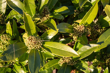 Obraz premium close up of a tree in the garden