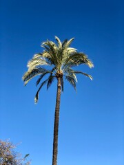 Palme vor strahlend blauem Himmel 