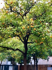 Dichte Mandarinenbäume an Rand einer Straße 