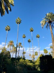 Palmelandschaft aus Froschperspektive vor strahlend blauem Himmel