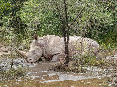 White rhino wallowing in mud, Mkhaya Game Reserve, Eswatini