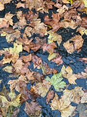 Wet autumn leaves scattered across a rain-soaked pavement, creating a rich, moody texture. The earthy tones of yellow, brown, and orange contrast against the dark, reflective surface