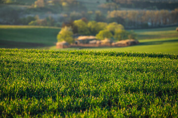 Tranquil rural farmland during spring with lush green grass and white flowers in bloom