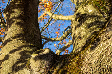 Fototapeta premium tree in autumn in the forest 
