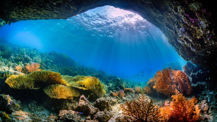coral reef and diver