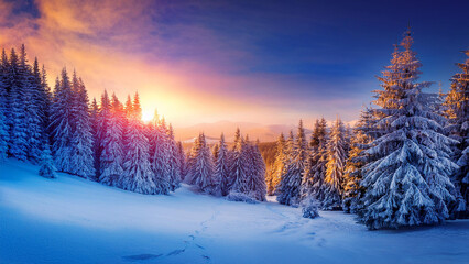 sunset in the forest