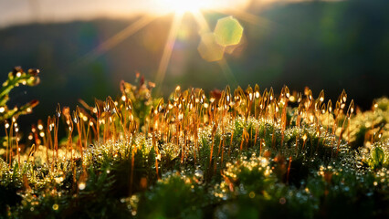 moss in the morning