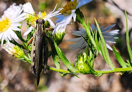 grasshoper on a flower