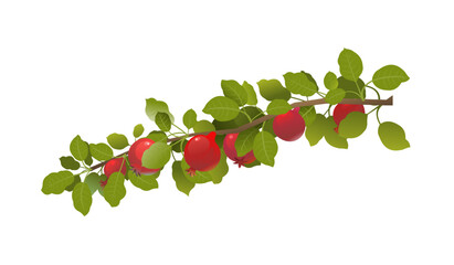 small branch. Branches of pomegranate fruit. Ripe and red. Delicious harvest in garden. Object isolated on white background. Cartoon fun style Illustration vector