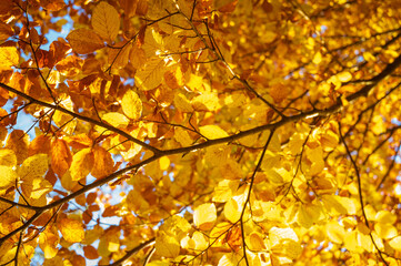 Golden autumn leaves against a bright blue sky create a vibrant seasonal scene. Perfect for nature...