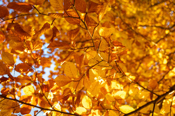 Golden autumn leaves against a bright blue sky create a vibrant seasonal scene. Perfect for nature...