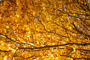 Golden autumn leaves against a bright blue sky create a vibrant seasonal scene. Perfect for nature...