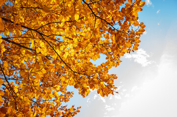 Golden autumn leaves against a bright blue sky create a vibrant seasonal scene. Perfect for nature...