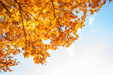 Golden autumn leaves against a bright blue sky create a vibrant seasonal scene. Perfect for nature...