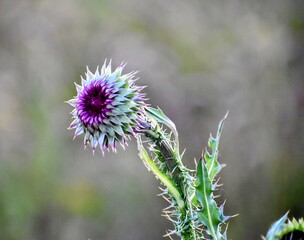 Purple Thistle flower bud stalk against a blurred background