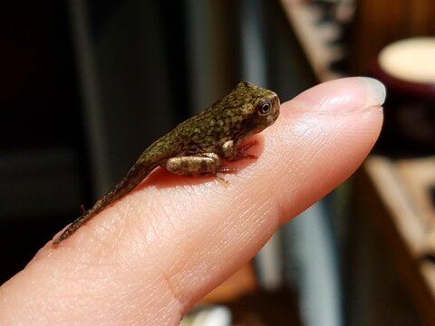 Baby toadlet with tail still attached