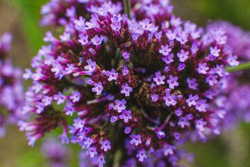 Obraz premium A vibrant cluster of small purple flowers in full bloom, showcasing intricate details and contrasting shades of purple against a softly blurred green background